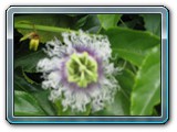 079 Vegetation 