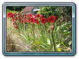 080 Vegetation 