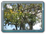 081 Vegetation 