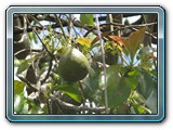 082 Vegetation 