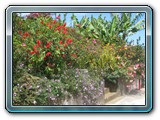 083 Vegetation 
