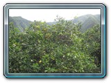 084 Vegetation 