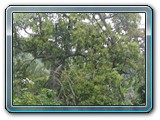 085 Vegetation 