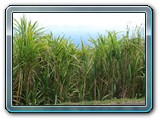 087 Vegetation 
