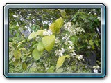088 Vegetation 