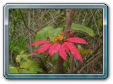 089 Vegetation 