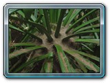 091 Vegetation 