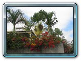 092 Vegetation 