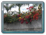 093 Vegetation 