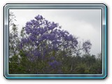 094 Vegetation 