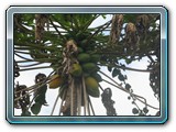 095 Vegetation 