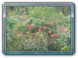 096 Vegetation 