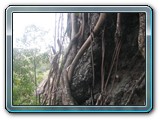 099 Vegetation 