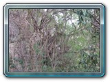 100 Vegetation 