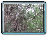 101 Vegetation 