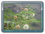 103 Vegetation 