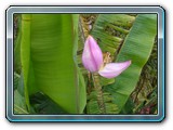 105 Vegetation 