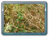 106 Vegetation 
