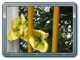 107 Vegetation 