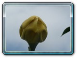 108 Vegetation 
