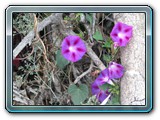 109 Vegetation 
