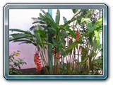 111 Vegetation 