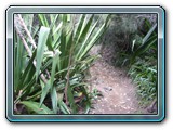 112 Vegetation 