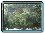 113 Vegetation 