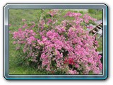 115 Vegetation 