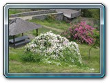 116 Vegetation 