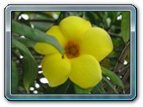 118 Vegetation 