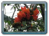 119 Vegetation 