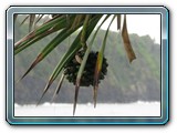 120 Vegetation 