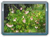 121 Vegetation 