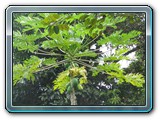 122 Vegetation 