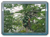 123 Vegetation 