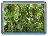 125 Vegetation 