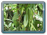126 Vegetation 