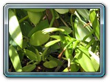 127 Vegetation 