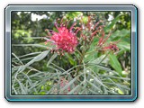 128 Vegetation 