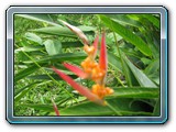 129 Vegetation 