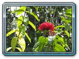 130 Vegetation 
