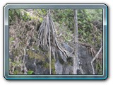 131 Vegetation 