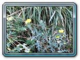 133 Vegetation 