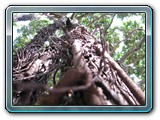 134 Vegetation 