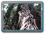 135 Vegetation 