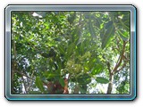 136 Vegetation 