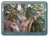 137 Vegetation 