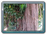 139 Vegetation 