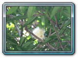 140 Vegetation 